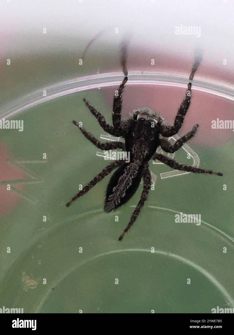 Meet The California Flattened Jumping Spider Amazing Photos - k7tvm2j