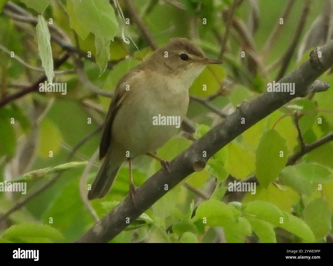 Iduna caligata hi-res stock photography and images - Alamy