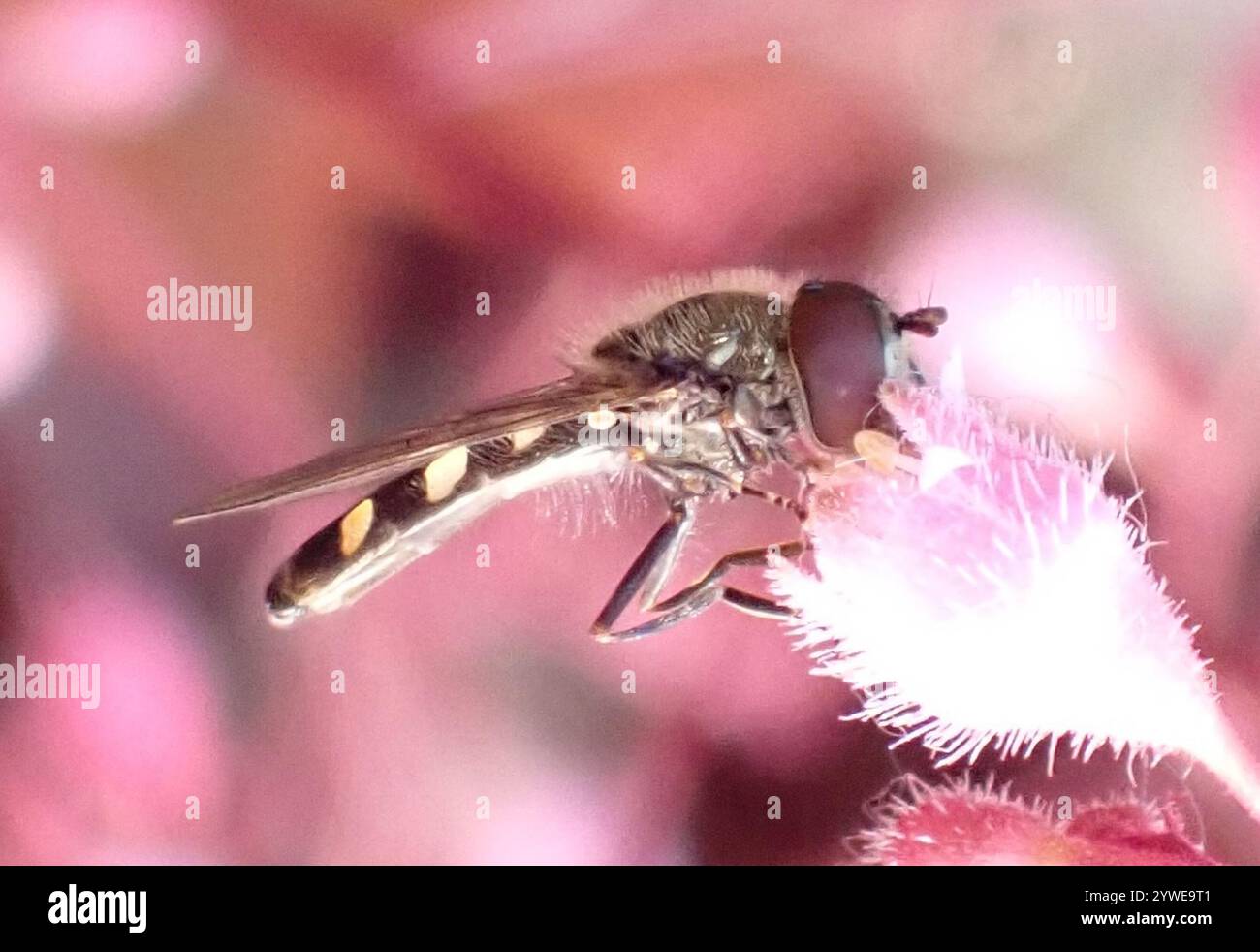 Sedgesitter hi-res stock photography and images - Alamy