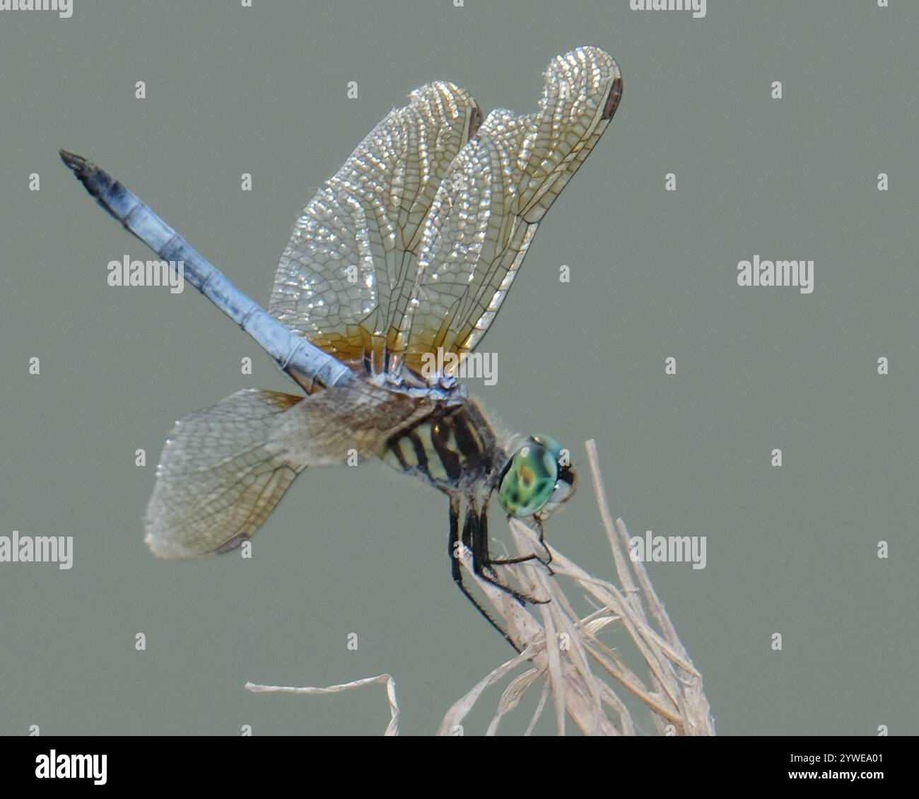 Blue Dasher (Pachydiplax longipennis Stock Photo - Alamy