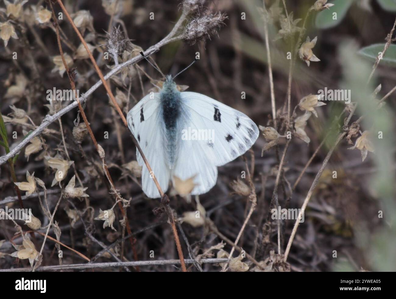 Western White (Pontia occidentalis Stock Photo - Alamy
