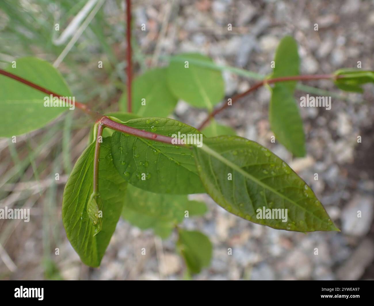 spreading dogbane (Apocynum androsaemifolium Stock Photo - Alamy