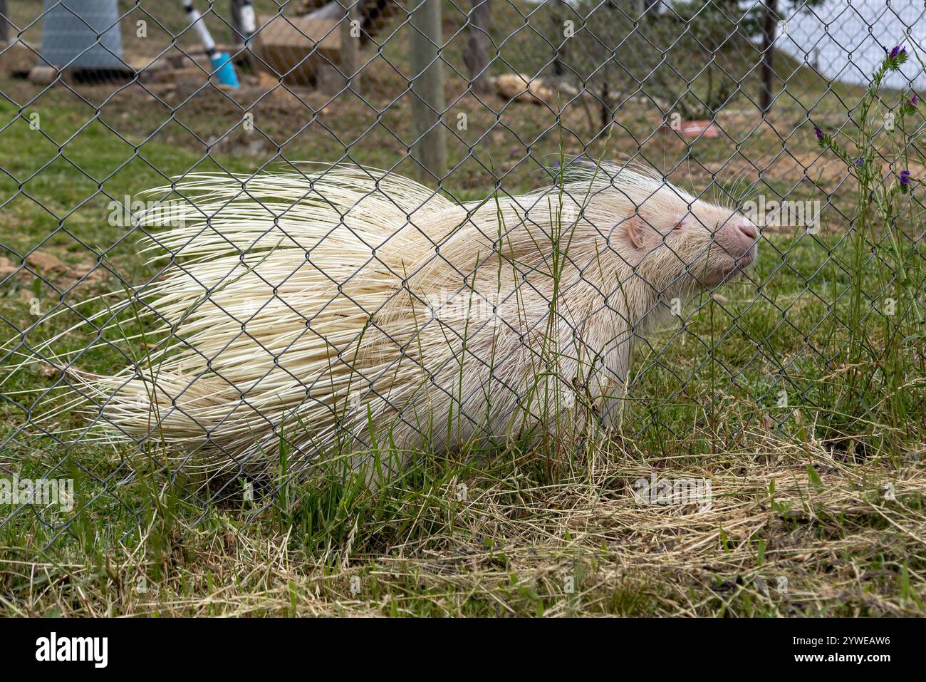 albino porcupine behind mesh fence in rehabilitation zoo. unique creature, with white fur and protective spines, natural mutations. conservation wild Stock Photo