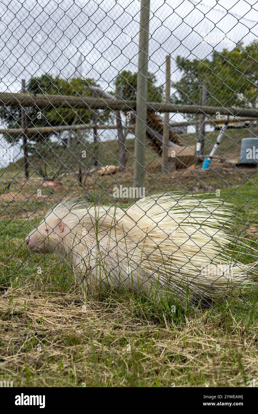 albino porcupine behind mesh fence in rehabilitation zoo. unique creature, with white fur and protective spines, natural mutations. conservation wild Stock Photo