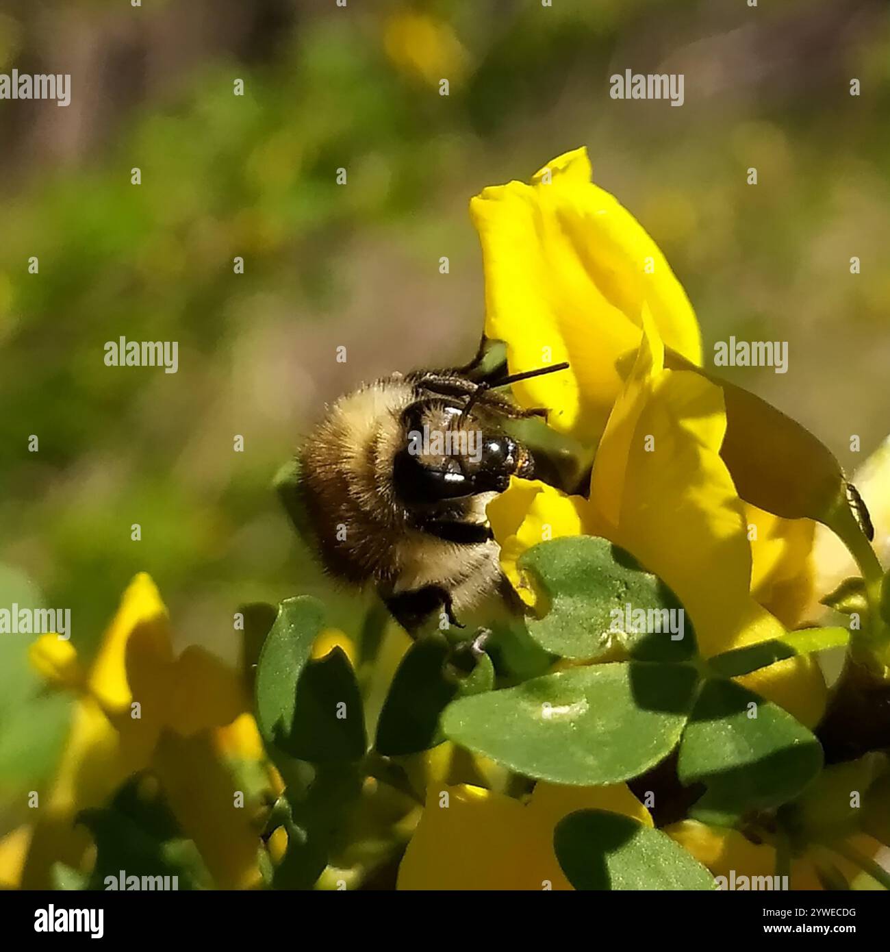 Bombus humilis hi-res stock photography and images - Alamy