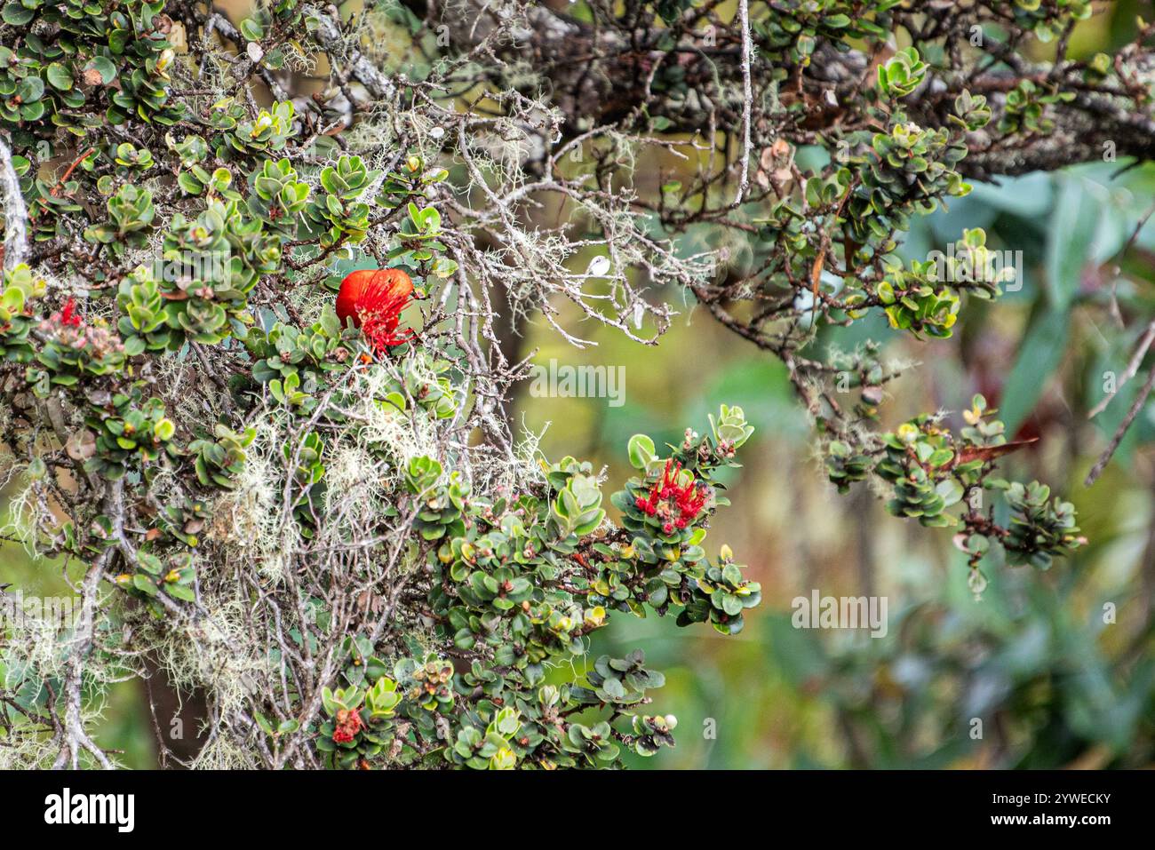 Nectar rich tropical plants hi-res stock photography and images - Alamy