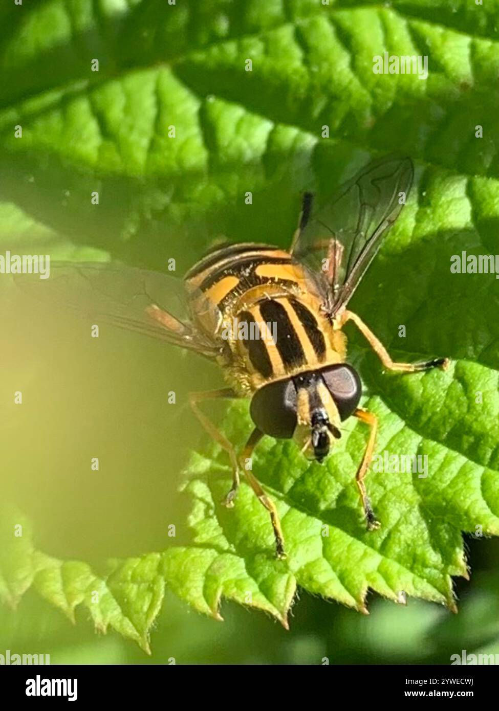 Sun Fly (Helophilus pendulus Stock Photo - Alamy
