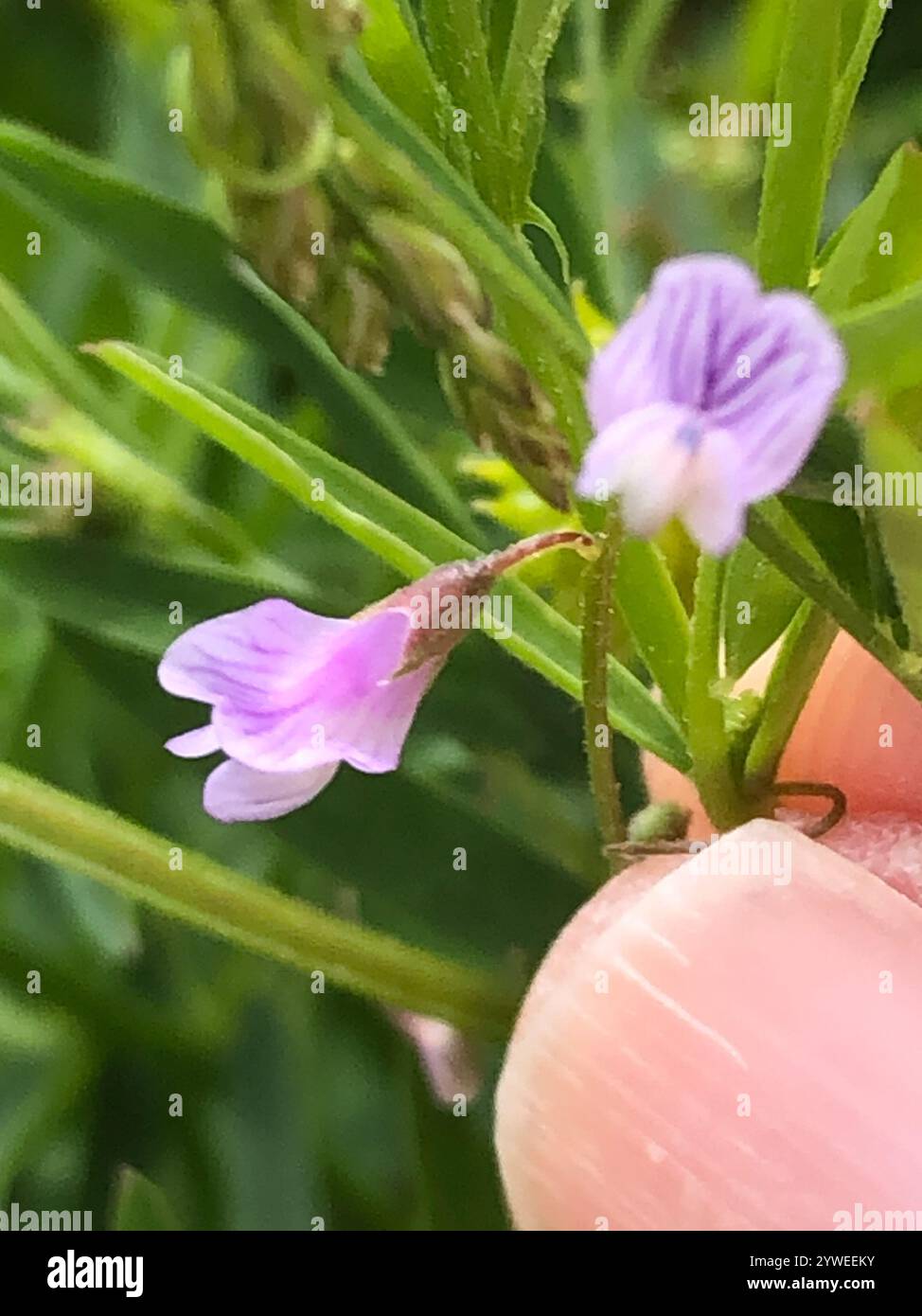 Smooth Tare Vicia Tetrasperma Stock Photo Alamy smooth-tare-vicia-tetrasperma-stock-photo-alamy