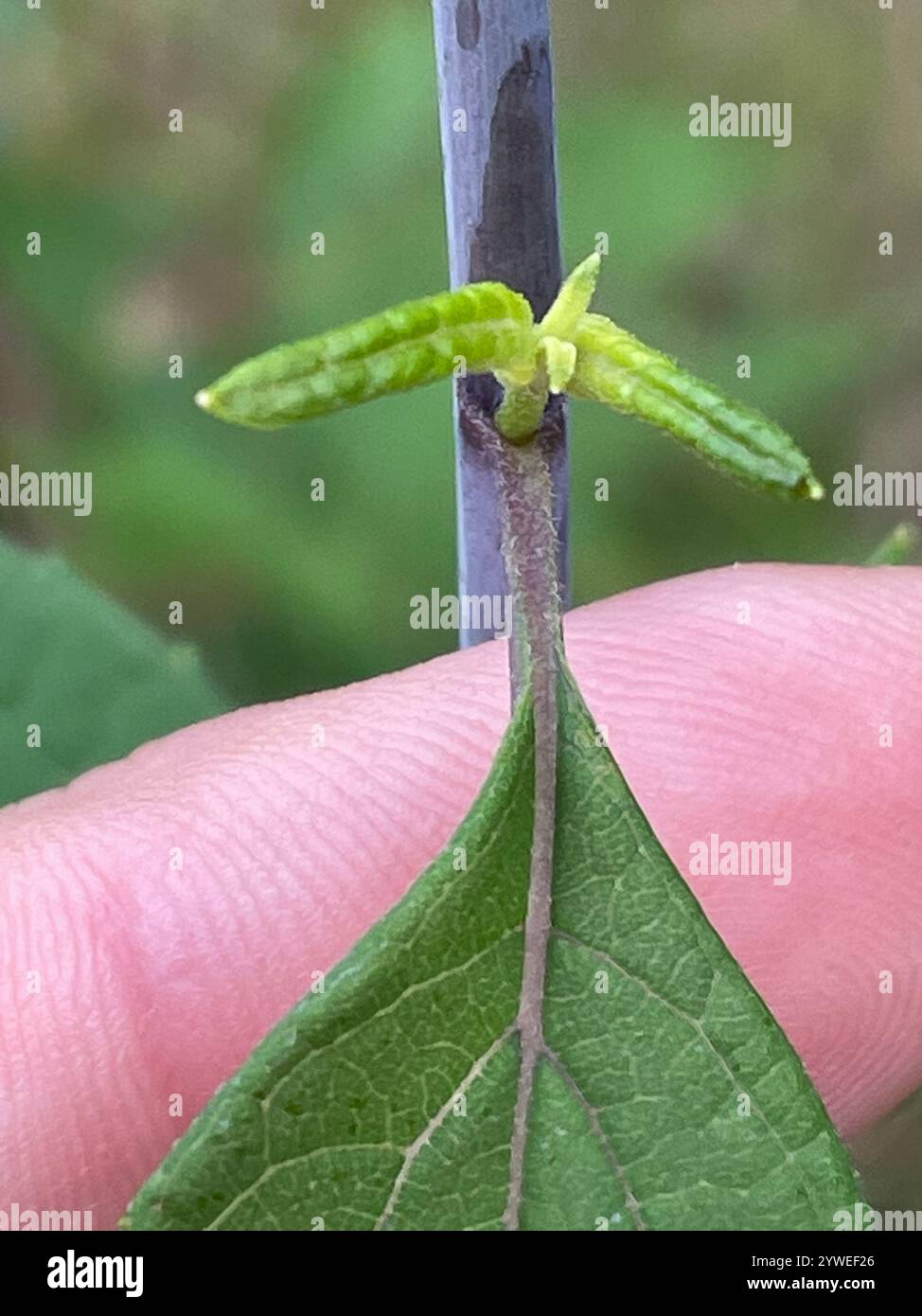 Sunflower microcephalus hi-res stock photography and images - Alamy