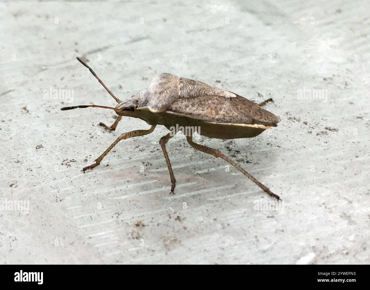 Brown Stink Bugs (Euschistus Stock Photo - Alamy