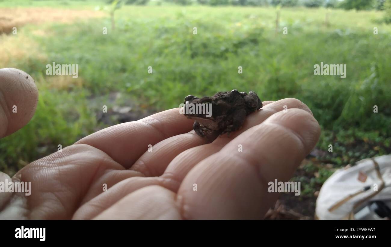 Frogs and Toads (Anura Stock Photo - Alamy