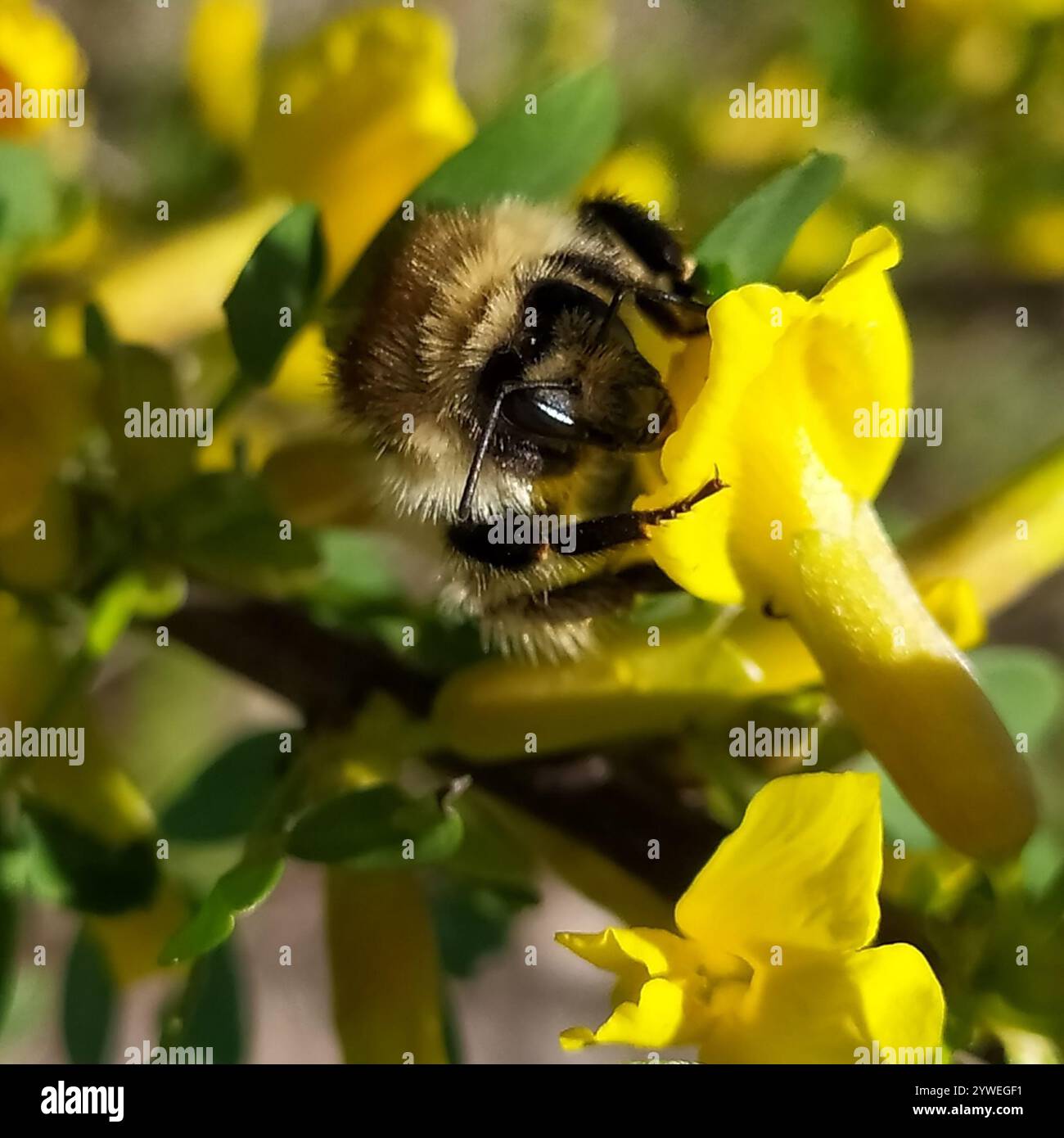 Bombus humilis hi-res stock photography and images - Alamy