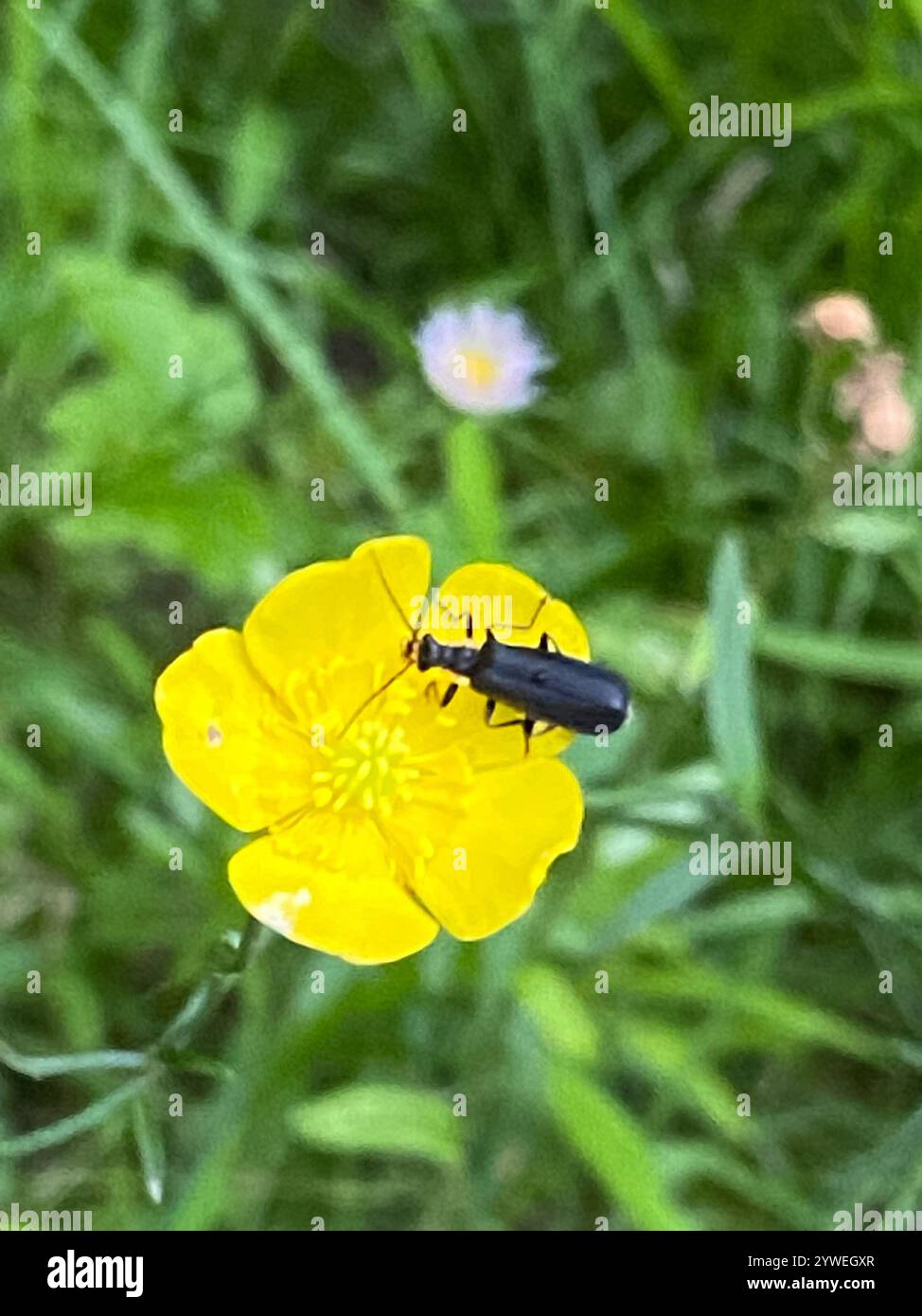 Wrinkled Soldier Beetle (Podabrus rugosulus Stock Photo - Alamy