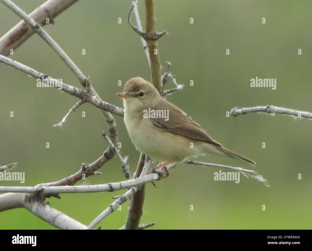Booted warbler hi-res stock photography and images - Alamy