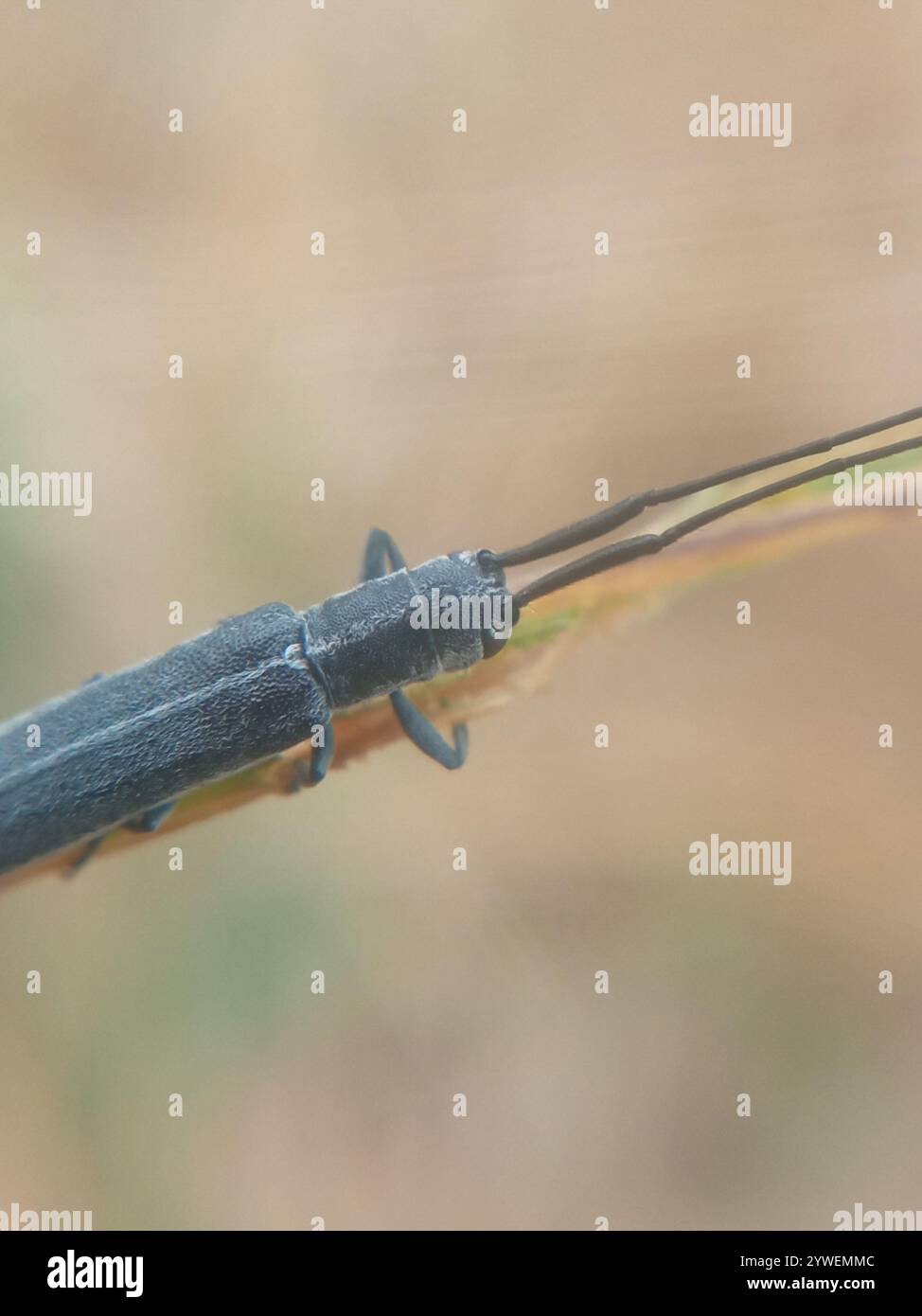 Filum hi-res stock photography and images - Alamy