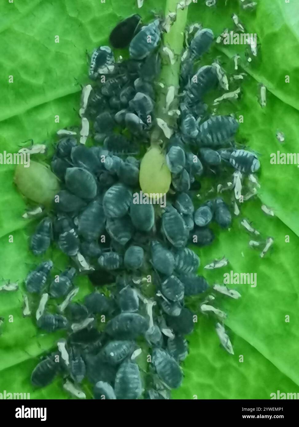 Bird Cherry-oat Aphid (Rhopalosiphum padi Stock Photo - Alamy