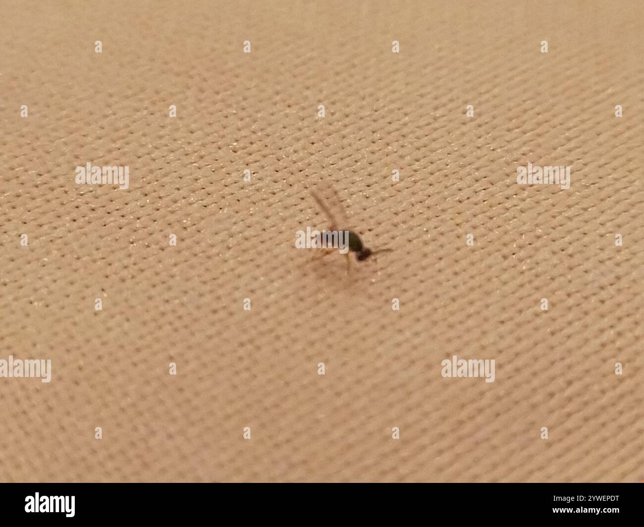 One Winged Insect Winged and Once-winged Insects (Pterygota Stock Photo - Alamy