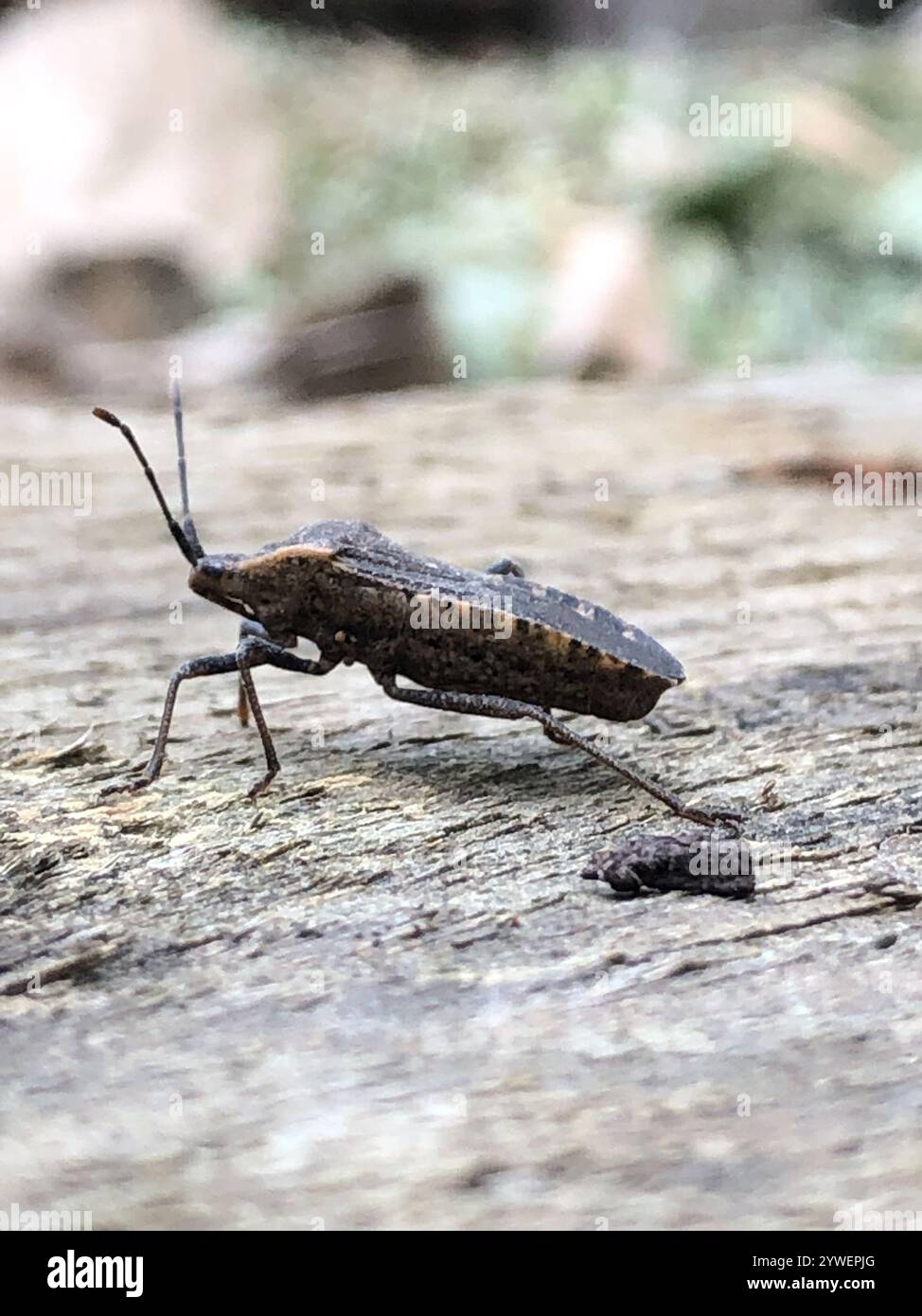 Squash Bug (Anasa tristis Stock Photo - Alamy