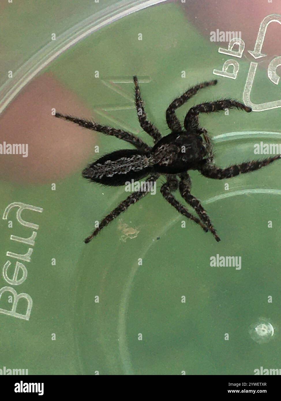 Californias Hidden Gem The Flattened Jumping Spider - jiehib5