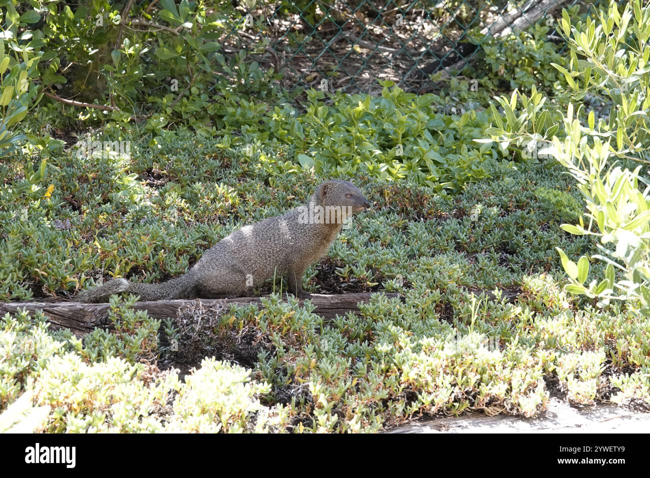 Cape Mongoose Stock Photo