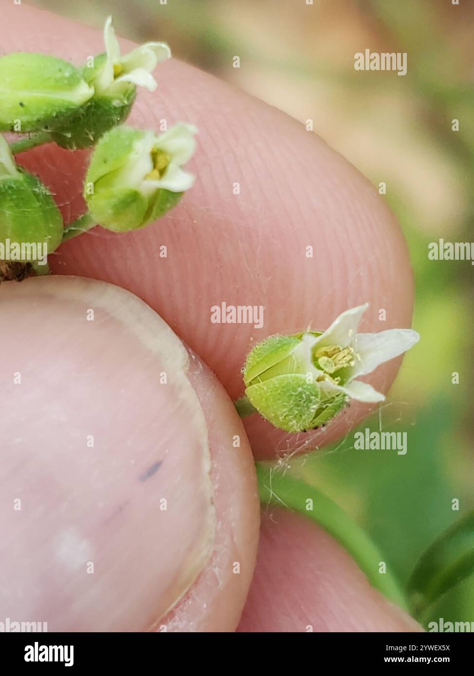 sicklepod (Borodinia canadensis) Stock Photo