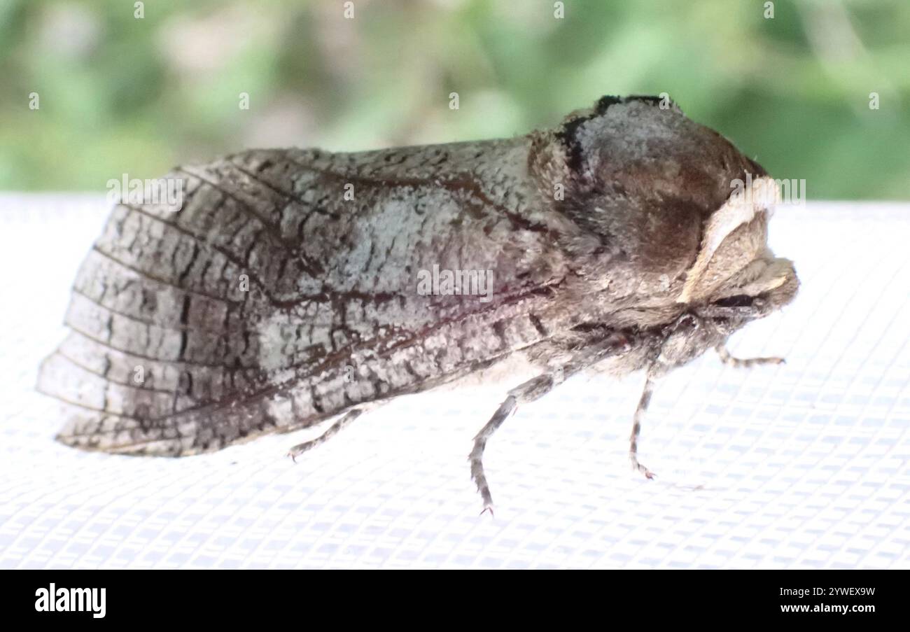 Goat Moth (Cossus cossus Stock Photo - Alamy