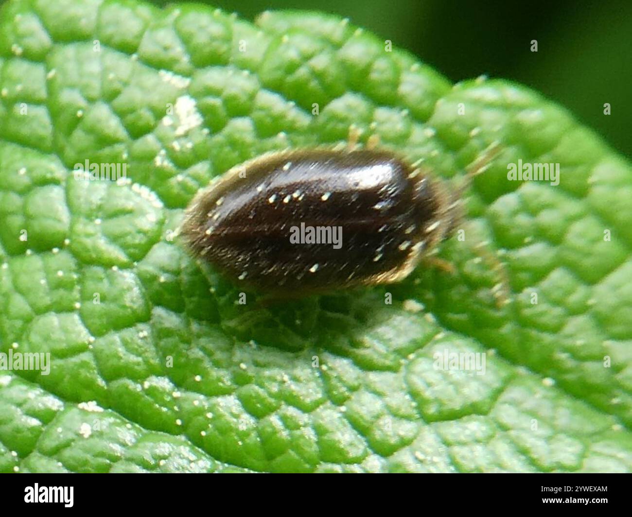 Marsh Beetles (Scirtidae Stock Photo - Alamy