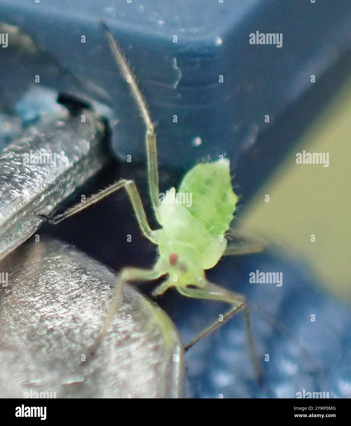 True Bug Vs Insect True Bugs Examples , Is There A Difference Between Bugs And Insects? – MXNO