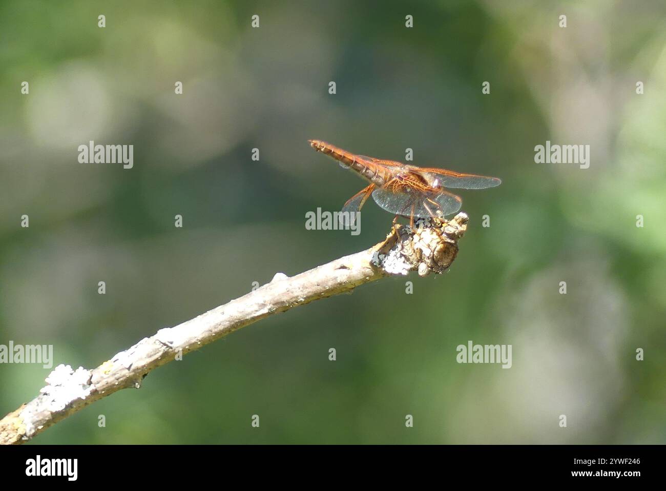 Cardinal Meadowhawk (Sympetrum illotum Stock Photo - Alamy
