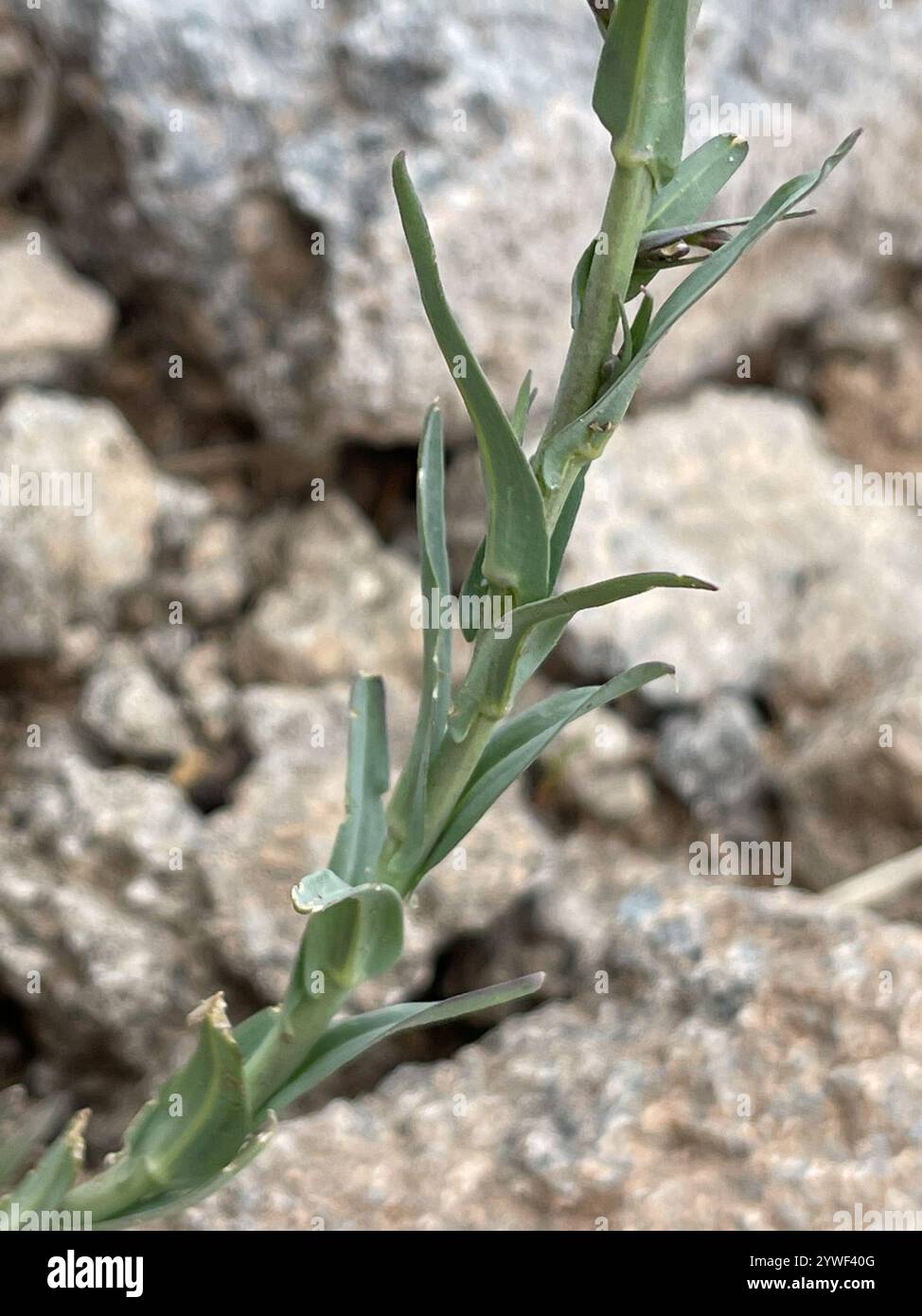 drummond's rockcress (Boechera stricta Stock Photo - Alamy