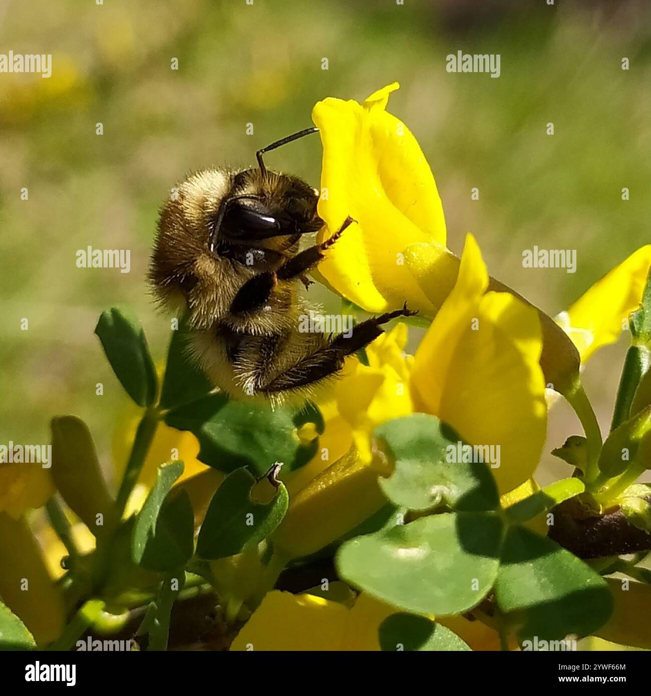 Bombus humilis hi-res stock photography and images - Alamy