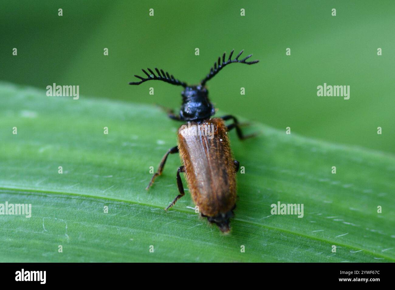 Drilus flavescens hi-res stock photography and images - Alamy