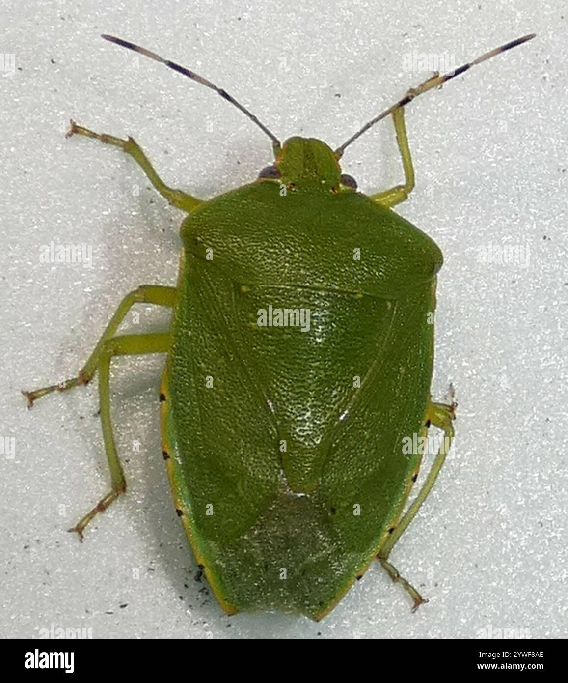 Green Stink Bug (Chinavia hilaris Stock Photo - Alamy