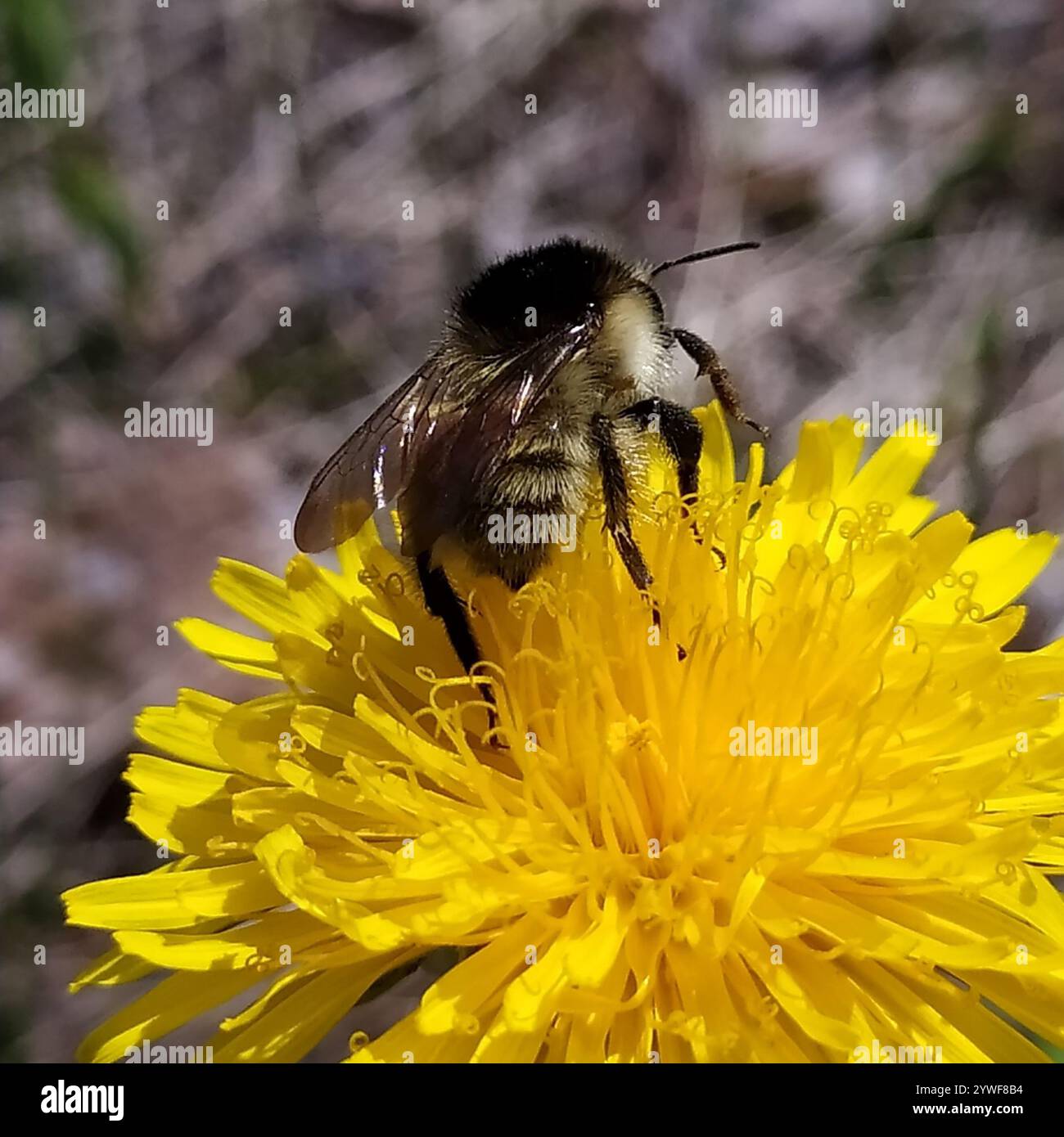 Bombus humilis hi-res stock photography and images - Alamy
