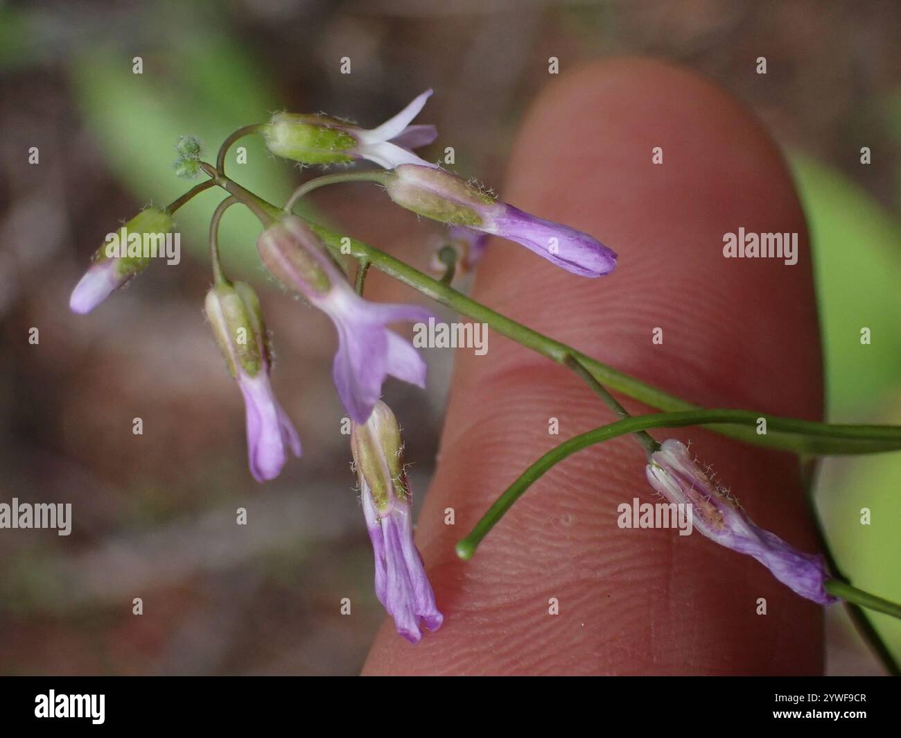 drummond's rockcress (Boechera stricta Stock Photo - Alamy