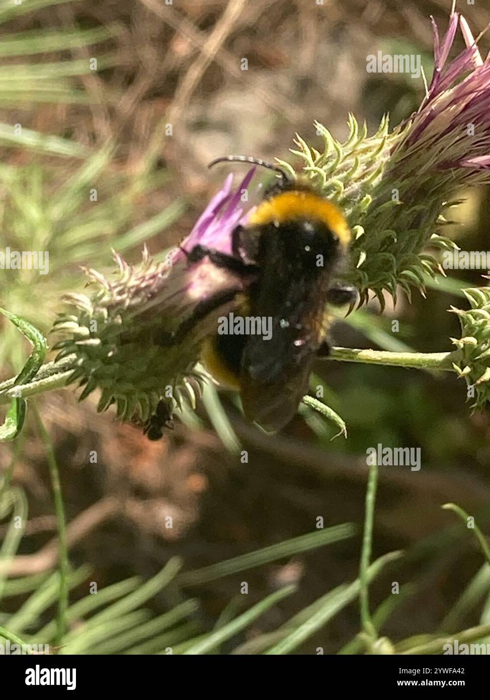Cuckoo Bumble Bees (Psithyrus Stock Photo - Alamy