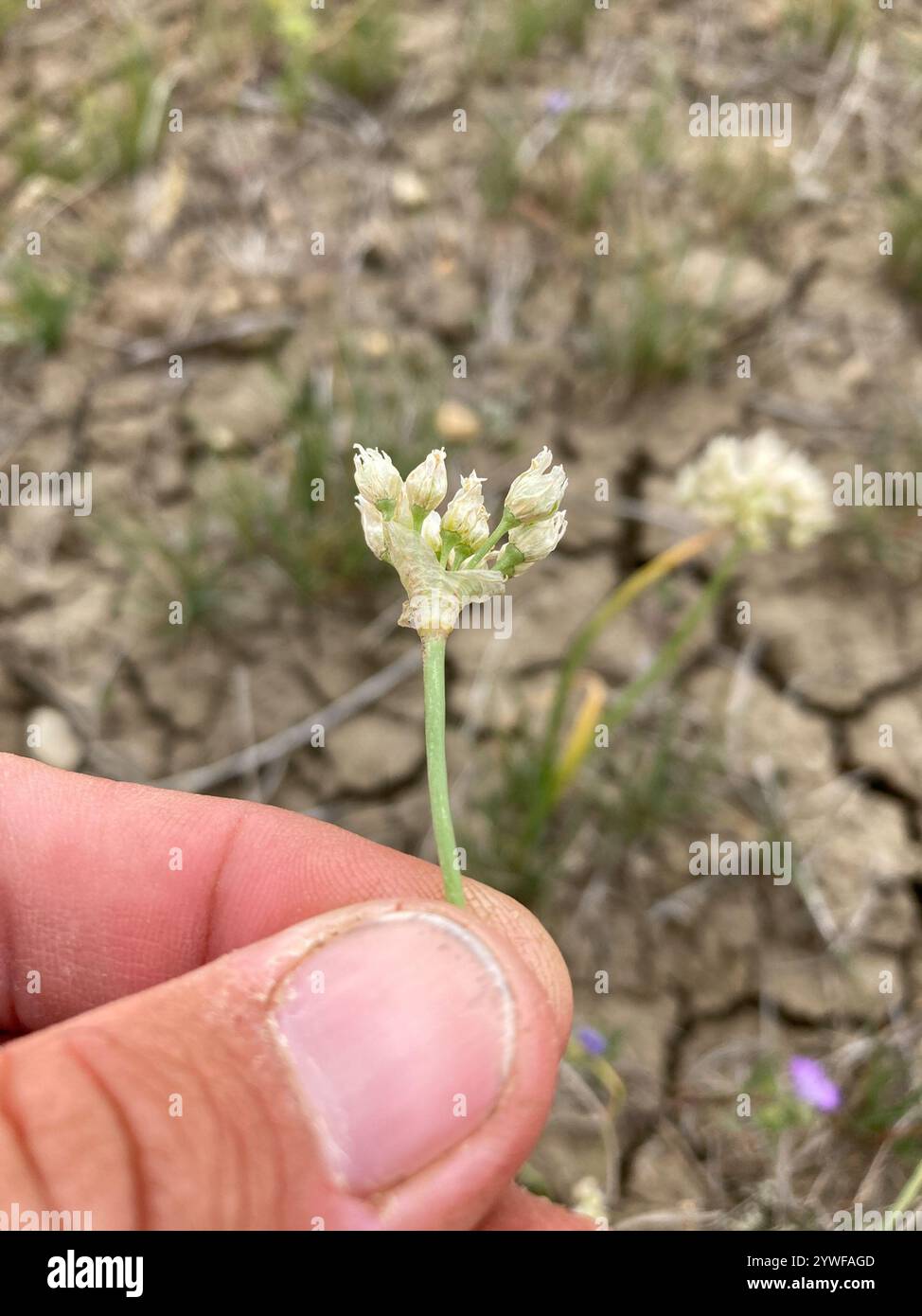 Spring Onions Textiles Textile onion (Allium textile Stock Photo - Alamy
