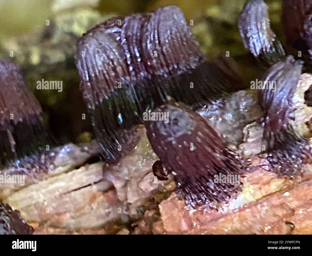 Stemonitis Splendens chocolate tube slime (Stemonitis splendens Stock Photo - Alamy
