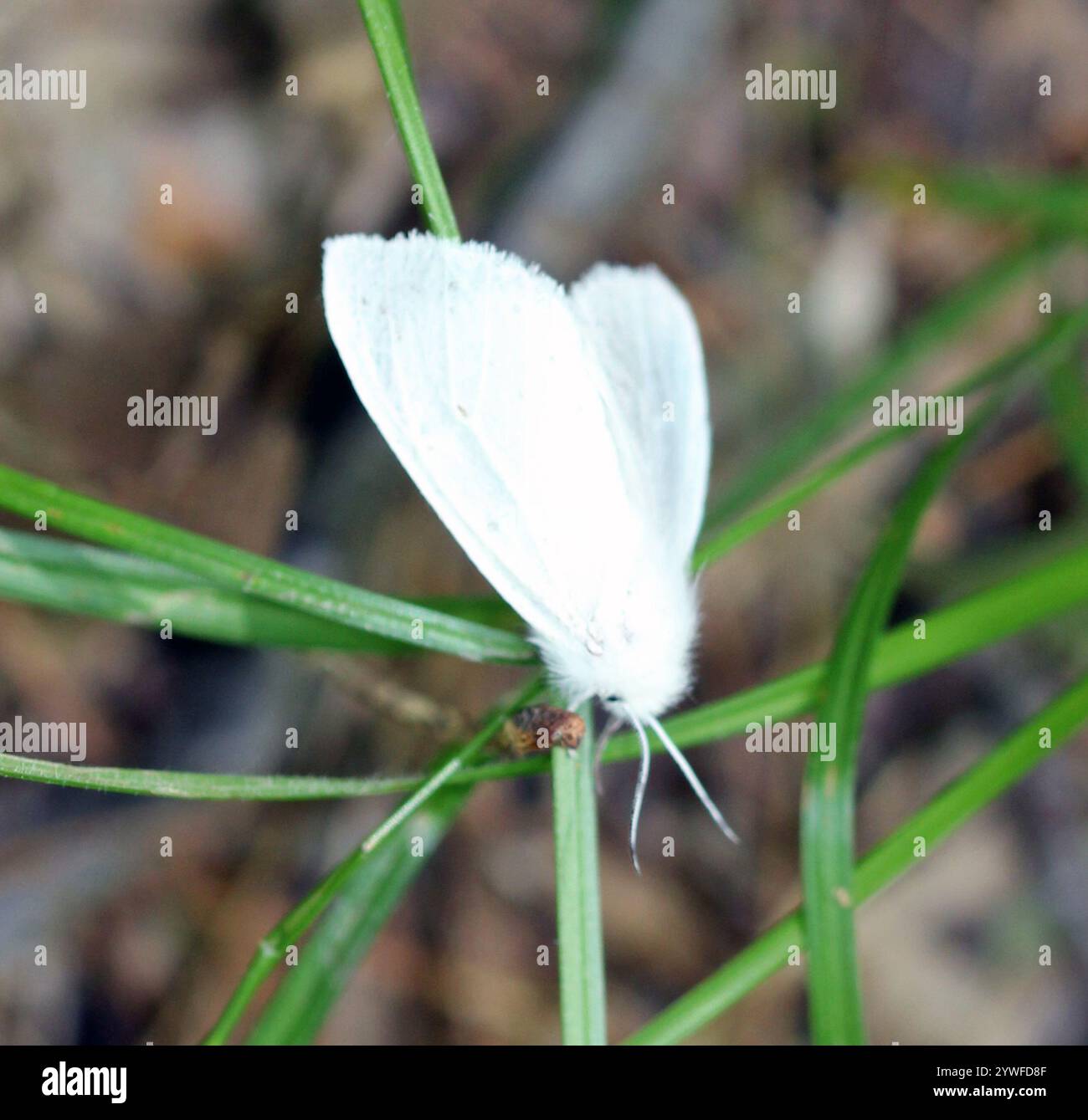Agreeable Tiger Moth (Spilosoma congrua Stock Photo - Alamy