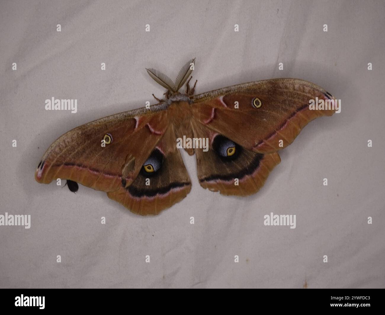 Polyphemus Moth (Antheraea polyphemus Stock Photo - Alamy