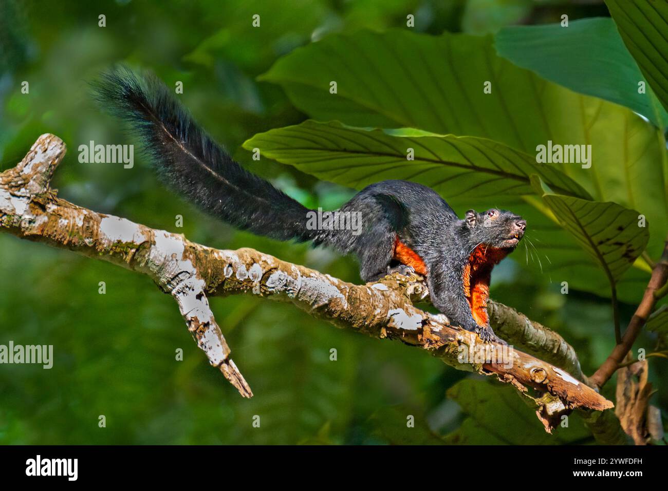 Prevost's Squirrel known also as Callosciurus Prevosti in Sabah, Borneo ...