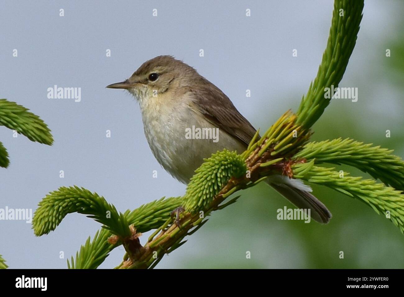 Iduna caligata hi-res stock photography and images - Alamy