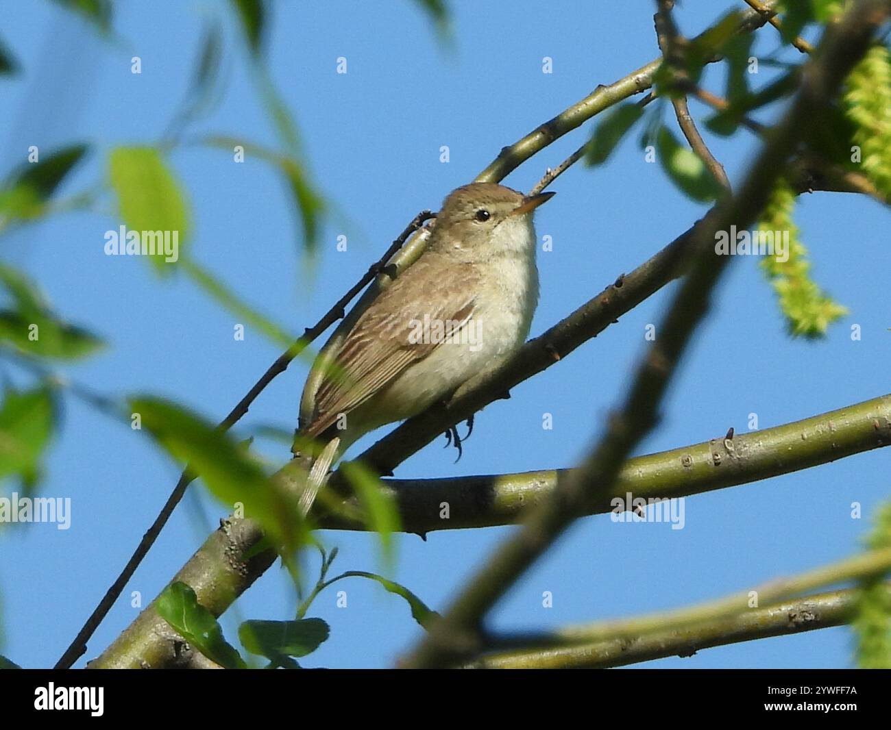 Booted Warbler (Iduna caligata Stock Photo - Alamy
