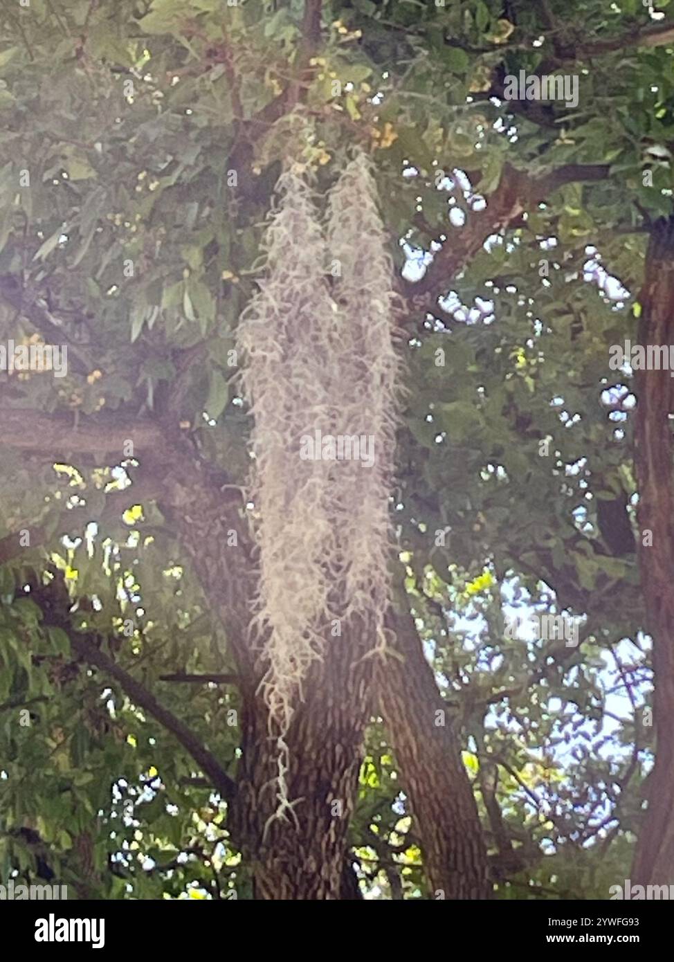 Spanish moss (Tillandsia usneoides Stock Photo - Alamy