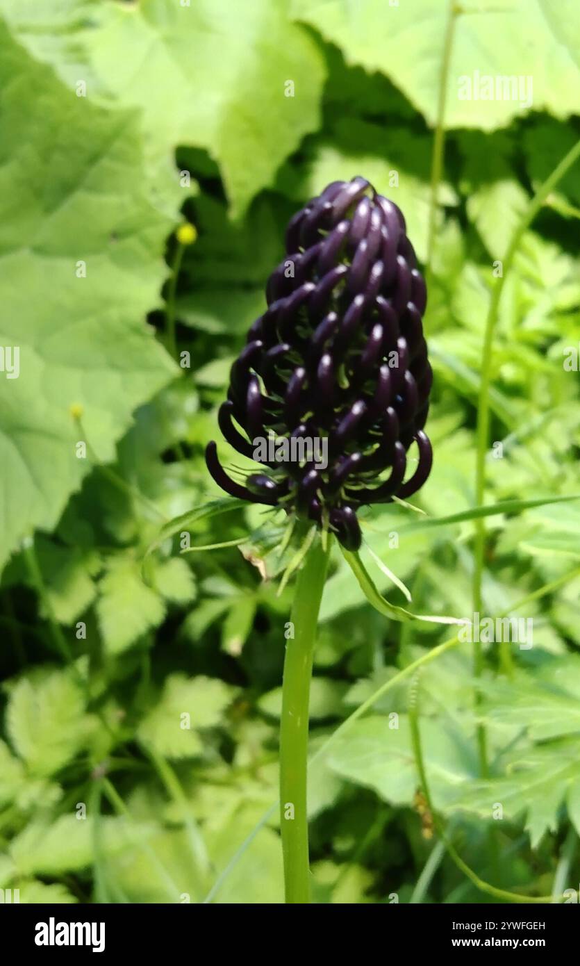 Phyteuma ovatum hi-res stock photography and images - Alamy