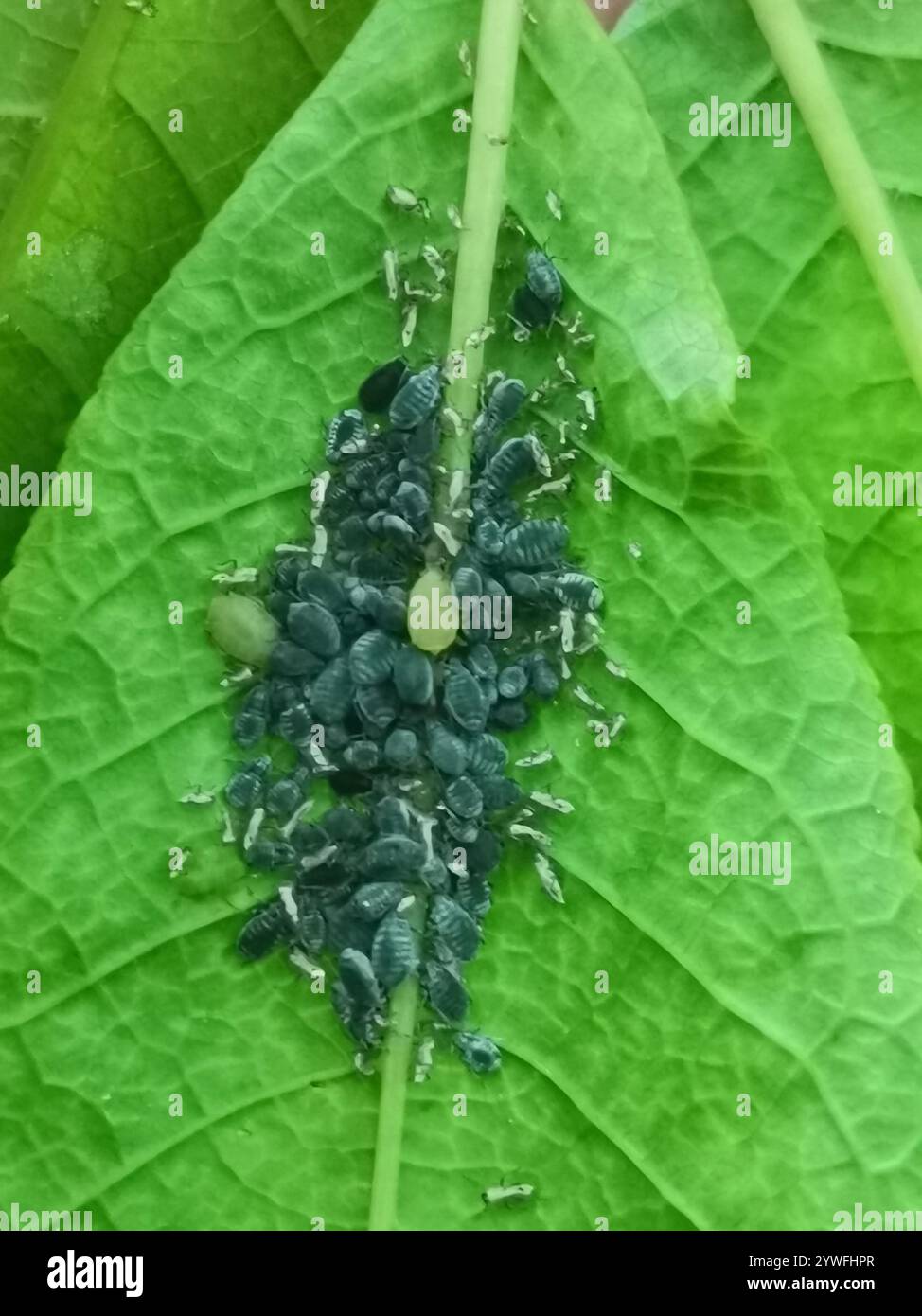 Bird Cherry-oat Aphid (Rhopalosiphum padi Stock Photo - Alamy