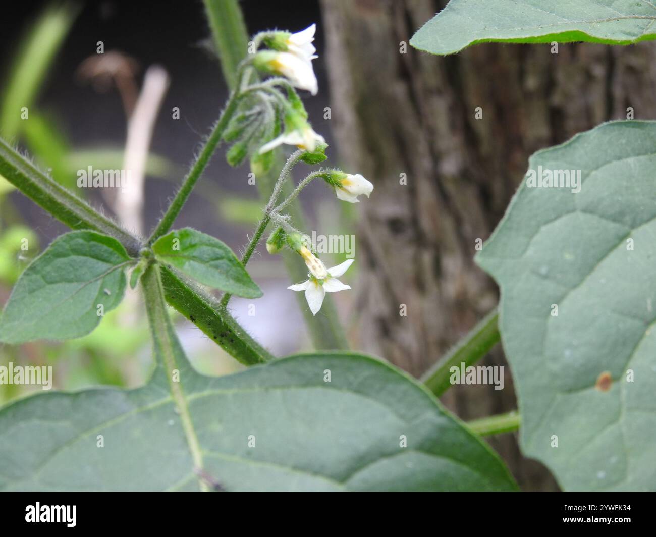 black nightshade (Solanum nigrum Stock Photo - Alamy