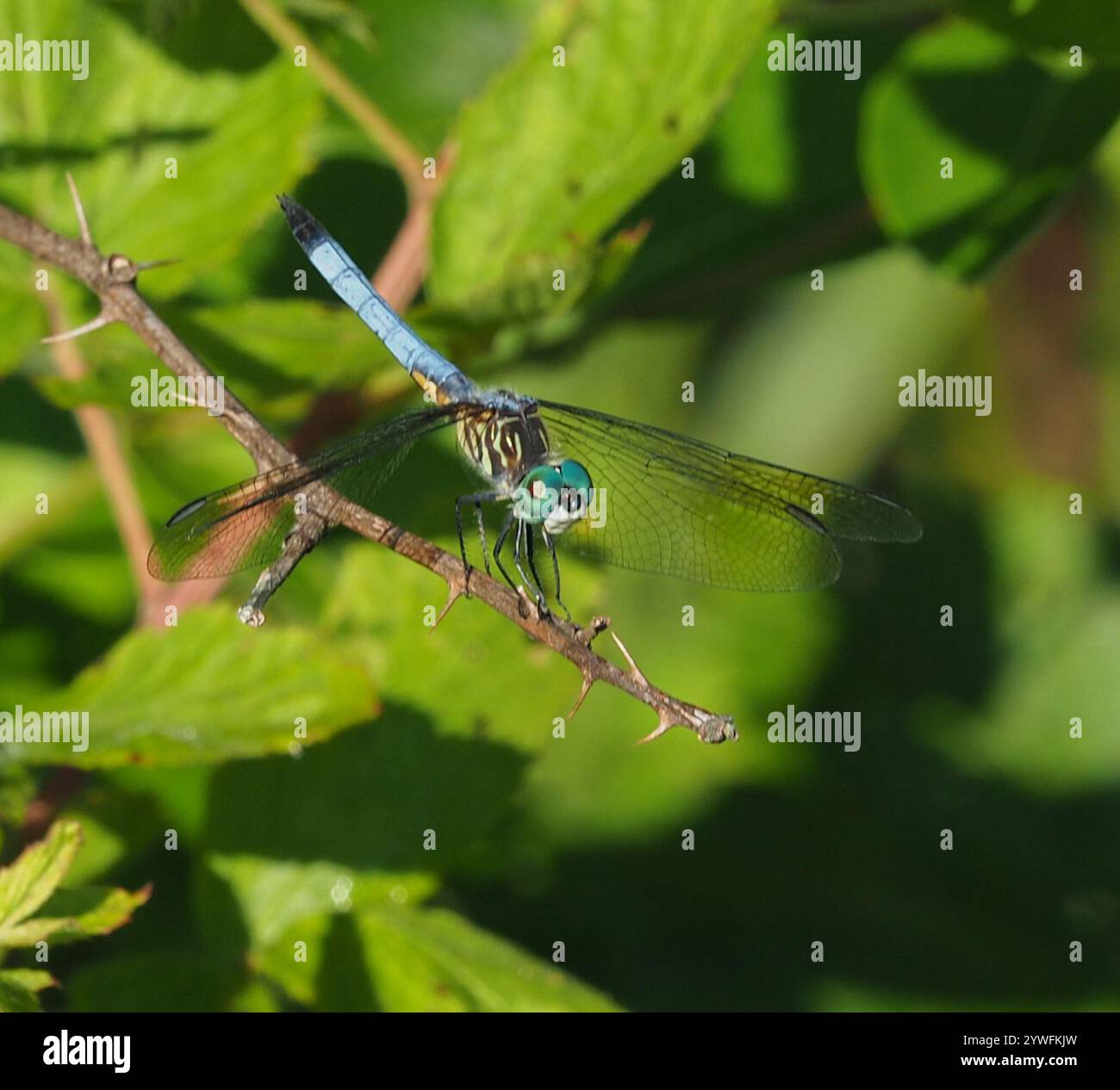 Blue Dasher (Pachydiplax longipennis Stock Photo - Alamy