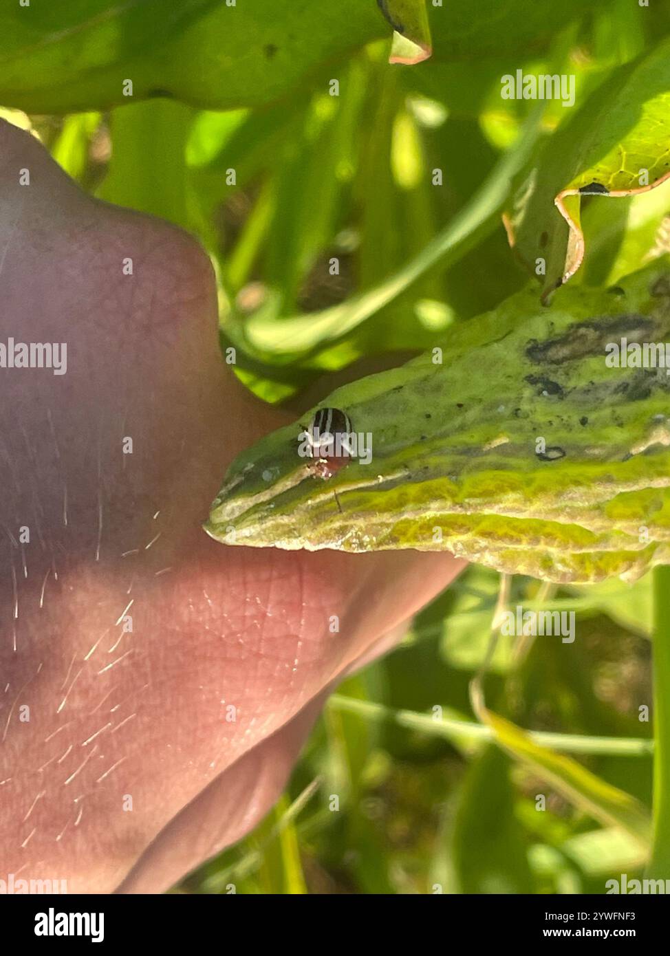 Calligrapher Beetles (Calligrapha Stock Photo - Alamy