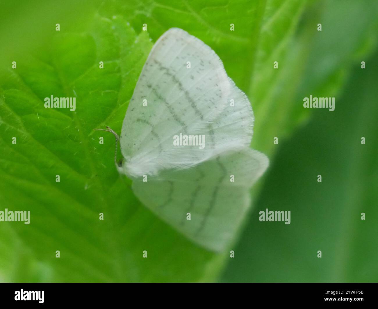 Common White Wave (Cabera pusaria Stock Photo - Alamy